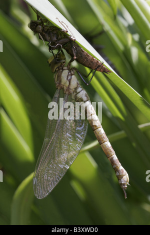 Vor kurzem entstandenen südlichen Hawker Libelle Aeshna Cyanea, erweitern und seine Flügel trocknen Stockfoto