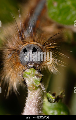 Lakai Motte Malacosoma Neustrien Lasiocampidae Raupe Essen Birke UK Stockfoto