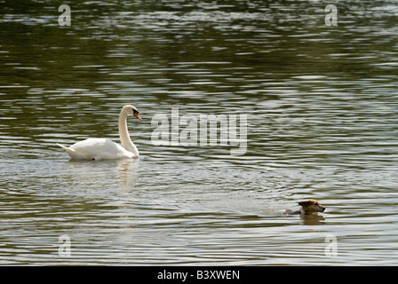 Hund schwimmen im Fluss Themse Swan jagen den Hund. HOMER SYKES Stockfoto