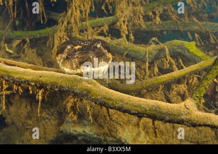 16 ft grüne Anakonda Eunectes Murinus unter Wasser fotografiert in Mato Grosso do Sul, Brasilien Stockfoto