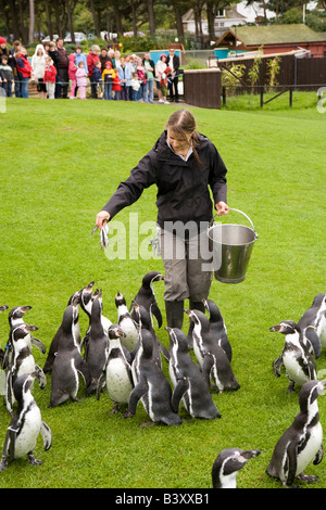 UK Wales Clwyd Colwyn Bay Welsh Mountain Zoo Humboldt Pinguine auf der täglichen Parade von Keeper gefüttert Stockfoto