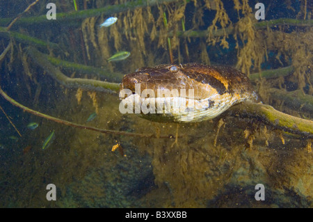 16 ft grüne Anakonda Eunectes Murinus unter Wasser fotografiert in Mato Grosso do Sul, Brasilien Stockfoto