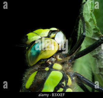 Libelle südlichen Hawker Aeshna Cyanea. Protokoll des Holzes im Wald. Stockfoto