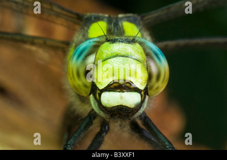 Libelle südlichen Hawker Aeshna Cyanea. Protokoll des Holzes im Wald. Stockfoto