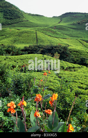 Tee-Plantagen auf Hügeln von Puncak Pass östlich von Bogor, Java, Indonesien Stockfoto