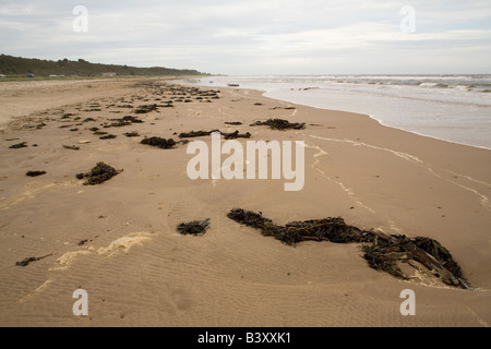 Algen am Strand von Alnmouth in Northumberland Stockfoto