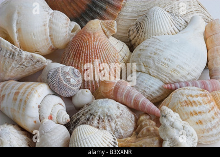 Auswahl von Muscheln Stockfoto