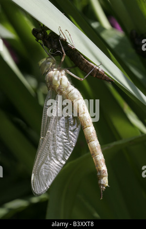 Vor kurzem entstandenen südlichen Hawker Libelle, Aeshna Cyanea, erweitern und seine Flügel trocknen Stockfoto