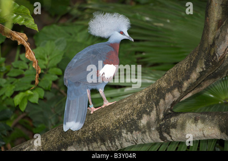 Maroon breasted Taube gekrönt, auch bekannt als Südliche gekrönt Taube (Goura scheepmakeri) Stockfoto