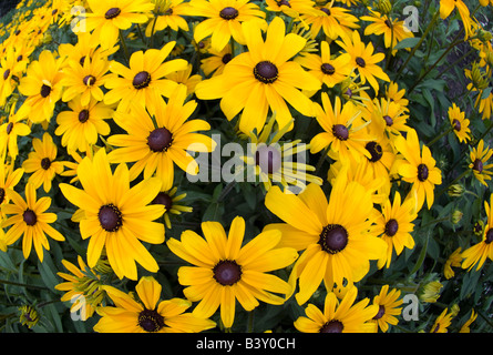 Black-Eyed Susans Rudbeckia Hirta Montreal Quebec Kanada Stockfoto