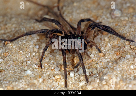 Wolfspinne (Familie Lycosidae), New-South.Wales, Australien. Stockfoto