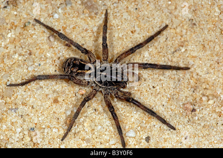 Wolfspinne (Familie Lycosidae), New-South.Wales, Australien. Stockfoto