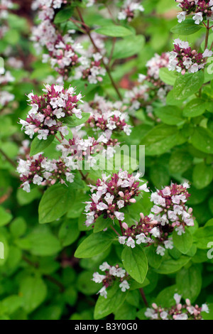 ORIGANUM VULGARE AUREUM GOLDEN MAJORAN Stockfoto