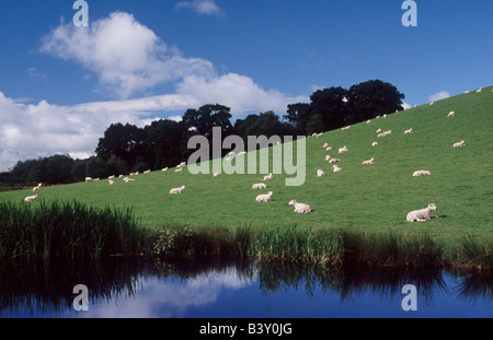 Montgomery-Kanal mit Schafen auf Hügel in der Nähe von Welshpool, Powys, Wales, Großbritannien, Vereinigtes Königreich, Europa Stockfoto