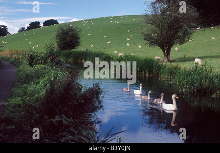 Familie von Schwänen auf dem Kanal Montgomery mit Schafen auf Hügel im Hintergrund, in der Nähe von Welshpool, Powys, Wales, Großbritannien Stockfoto