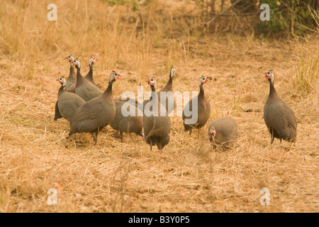 Perlhühner in der Nähe von Livingstone Sambia Afrika Stockfoto