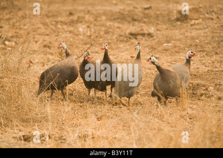 Perlhühner in der Nähe von Livingstone Sambia Afrika Stockfoto