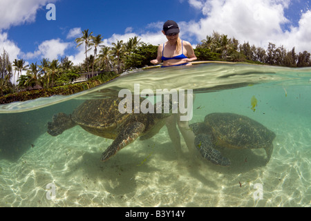 Grüne Meeresschildkröten und touristischen Chelonia Mydas Oahu Pazifik Hawaii USA Stockfoto