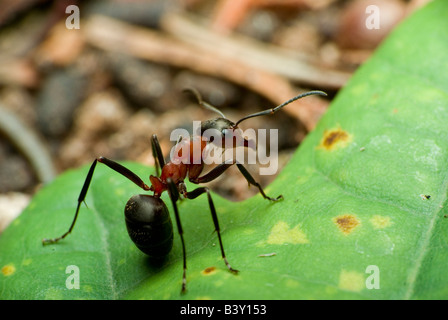 Formica rufa Stockfoto