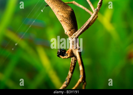 Weibliche Net-Casting Spinne (Deinopis Subrufa), auch bekannt als Oger konfrontiert Spinne, Essen eine Fliege, die Sie gefangen genommen und in Seide gehüllt Stockfoto