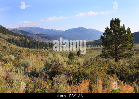 Ansicht von Bridgeport Kalifornien aus Twin Lakes Campingplatz Bereich Eastern High Sierras Stockfoto