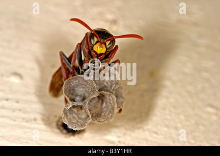 Gemeinsames Papier Wespe (Polistes Humilis) mit Wasser Rückgang der Mandibeln ins Nest durch Verdunstung abzukühlen. Eiern in Papier Nest. Stockfoto