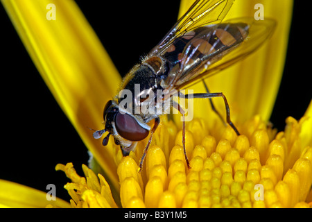 Schweben Sie fliegen (Familie Syrphidae) auf einer Daisy Blume, Süd Küste von New South Wales, Australien. Stockfoto