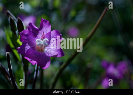 Epilobium Hirsutum, auch bekannt als behaarte Weidenröschen wächst in einem Sumpfgebiet, Etang De La Gruere; Schweiz. Charles Lupica Stockfoto