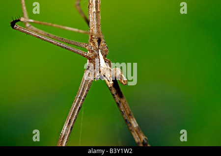 Männliche net Casting Spinne (Deinopis Subrufa), auch genannt Oger konfrontiert Spinne, zeigt riesige, wie im Club Palpen, die für die Übertragung der Spermien verwendet. Stockfoto