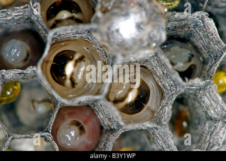 Eiern und Larven in verschiedenen Stadien der Entwicklung in das Nest der gemeinsamen Papier Wespe (Polistes Humilis). Stockfoto