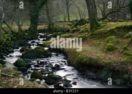 Eine walisische Waldbach Stockfoto