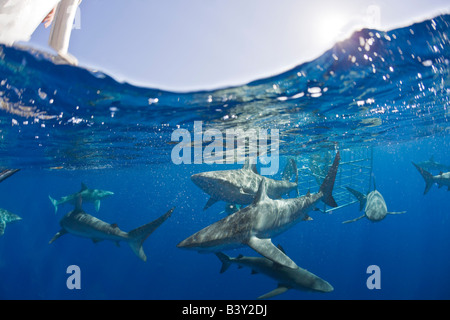 Galapagos Haie Carcharhinus Galapagensis Oahu Pazifik Hawaii USA Stockfoto