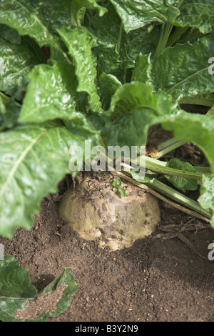 Zuckerrüben-Wurzel und Blätter im Boden Stockfoto