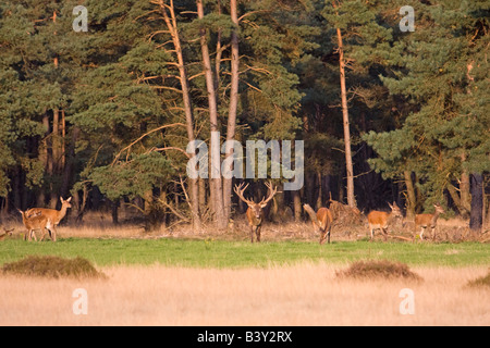 Eine Gruppe von wilden Westen europäische Rothirsch (Cervus Elaphus Elaphus) Stockfoto