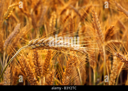 Triticale Ohr (Mischung aus Weizen und Roggen). Adobe RGB (1998). Stockfoto