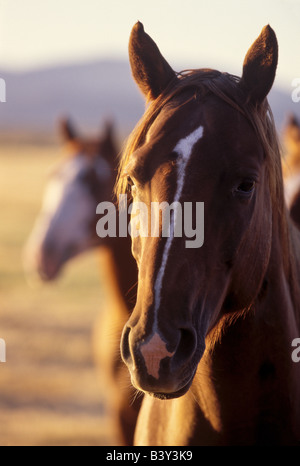 Quarterhorses im frühen Morgenlicht Stockfoto