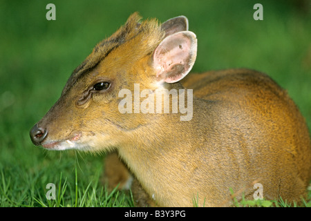 Chinesischer Muntjak, Reeves Muntjak (Muntiacus Reevesi) männlich Verlegung in Rasen Stockfoto
