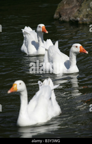 Stadt von St Albans, England. Gänse im Verulamium Park-See schwimmen. Stockfoto
