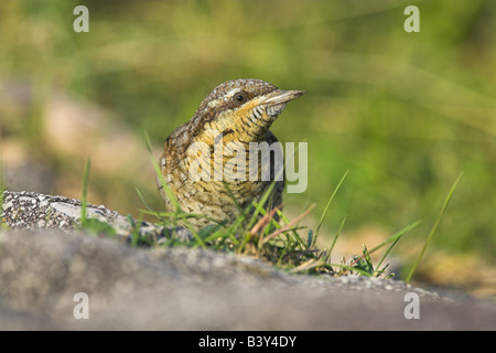 Eurasische Wendehals-Jynx Torquilla in Kingston Seymour, Somerset im September auf Nahrungssuche. Stockfoto