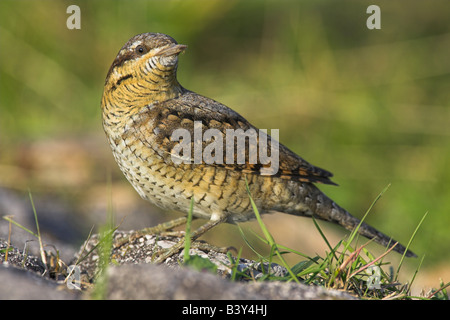 Eurasische Wendehals-Jynx Torquilla thront auf Felsen am Kingston Seymour, Somerset im September. Stockfoto