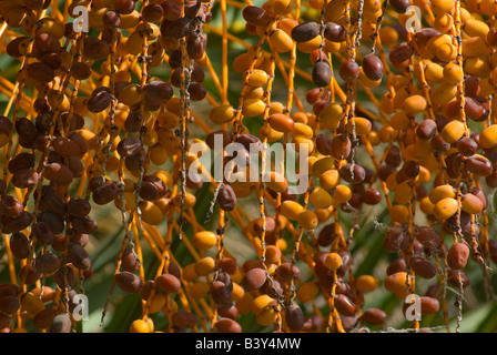 Dattelpalme-Phoenix Dactylifera Früchte Stockfoto