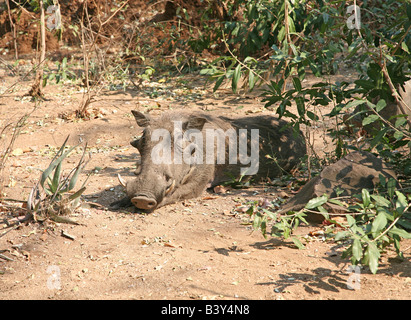 Nahaufnahme eines Warzenschwein oder gemeinsame Warzenschwein (Phacochoerus Africanus) Stockfoto
