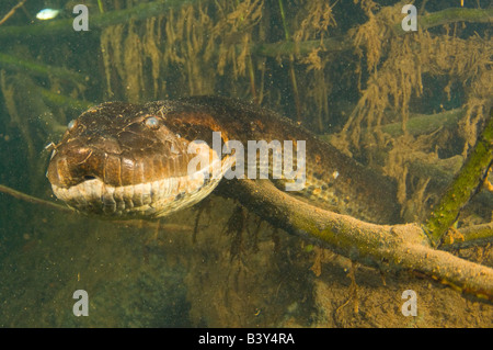 16 ft grüne Anakonda Eunectes Murinus unter Wasser fotografiert in Mato Grosso do Sul, Brasilien Stockfoto