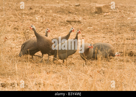 Perlhühner in der Nähe von Livingstone Sambia Afrika Stockfoto