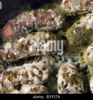 Nahaufnahme der Pfanne voller verschimmelte Wurst entdeckt unter dem Grill nach für mehrere Wochen vergessen. Stockfoto