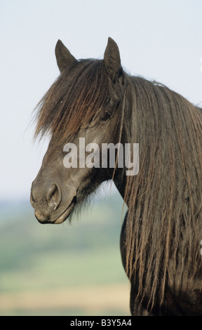 Fiel Pony (Equus Caballus), Porträt von Mare Stockfoto