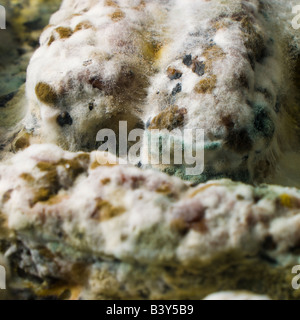 Nahaufnahme der Pfanne voller verschimmelte Wurst entdeckt unter dem Grill nach für mehrere Wochen vergessen. Stockfoto