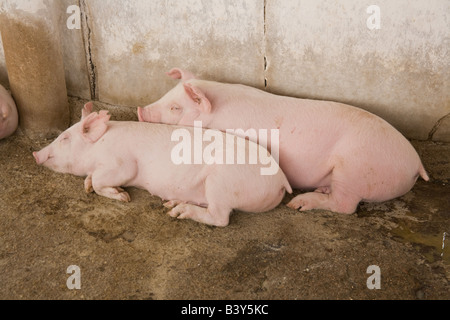 Ferkel bei Kafue Fischerei Sambia Afrika Stockfoto