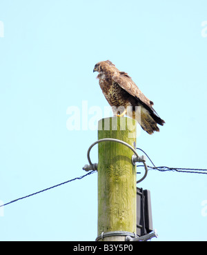Gemeinsamen Bussard Buteo Buteo hoch oben auf einem Telegrafenmast intensiv auf der Suche nach Beute Stockfoto