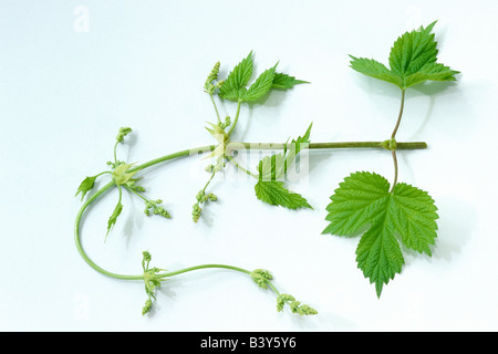Gemeinsamen Hopfen (Humulus Lupulus), Ranke Stockfoto